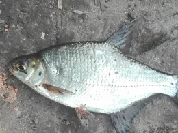 Großer Kaulsee (Schmiedeberg)-1