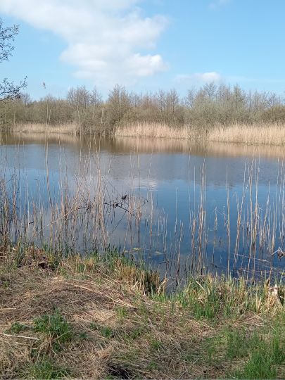 Rethwischer Torfmoor-1