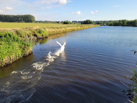 Rethwischer Torfmoor-4