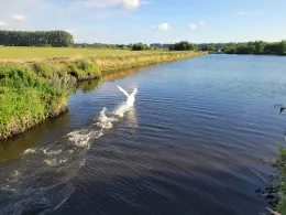 Rethwischer Torfmoor-4