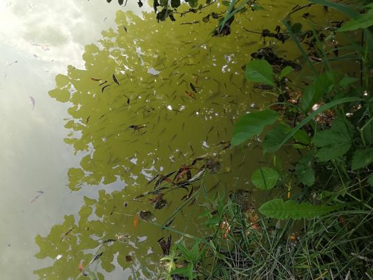 Eisweiher (Groß-Bieberau)-2