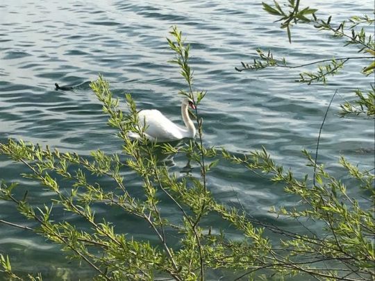 Radolfzeller Aach (Radolfzell)-1