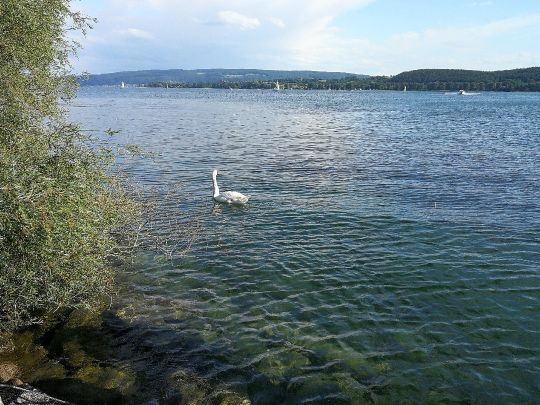 Radolfzeller Aach (Radolfzell)