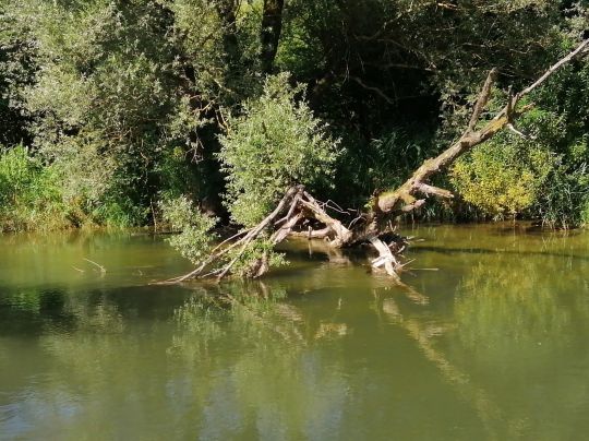 Radolfzeller Aach (Radolfzell)-2