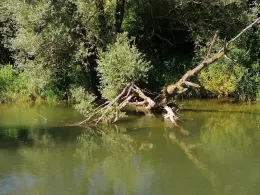 Radolfzeller Aach (Radolfzell)-2