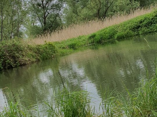 Radolfzeller Aach (Radolfzell)-3