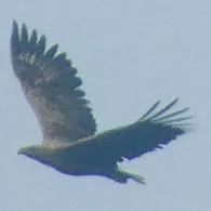 Grimnitzsee (Joachimsthal)-1