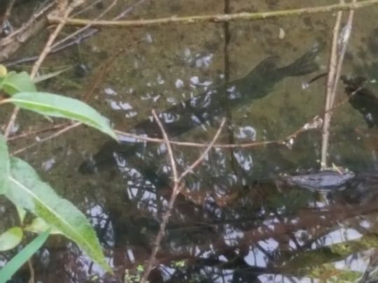 Wümme (Scheeßel)-2