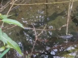 Wümme (Scheeßel)-2