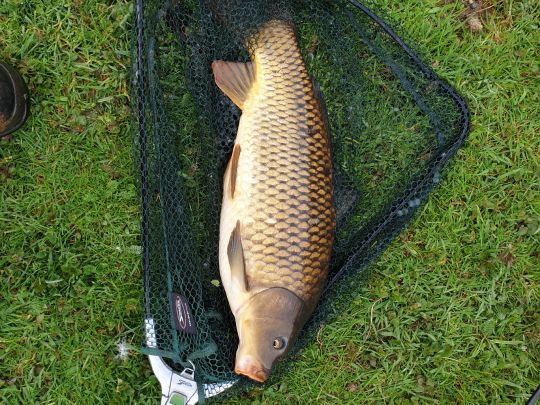 Schillinger Weiher (Spießbratensee)-4