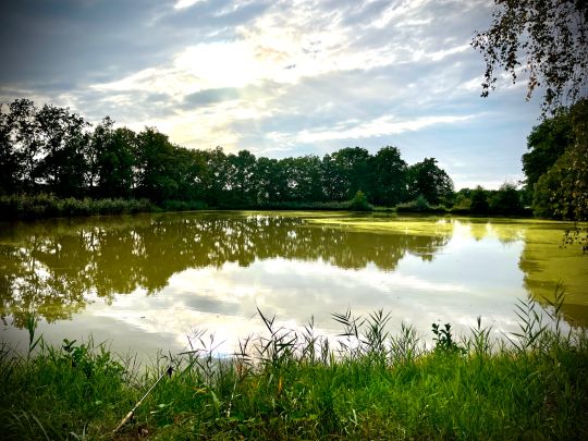 Scherauer Weiher (Diepersdorf)-2