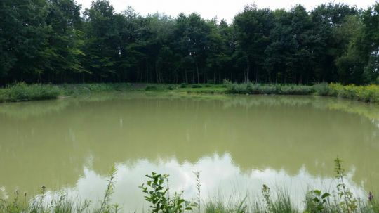 Ascheberger Teiche ALLE ANGELN
