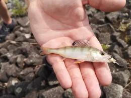 Elbe-Seitenkanal (Osloß)-1