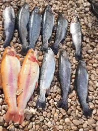 Forellenweiher Föhren-1