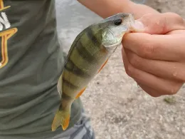 Mulde (Bad Düben)-3