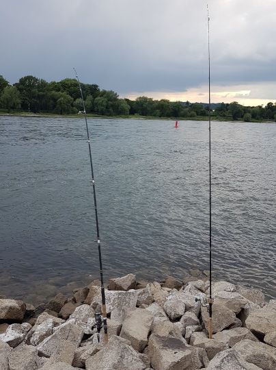 Rhein (Bad Honnef)-1