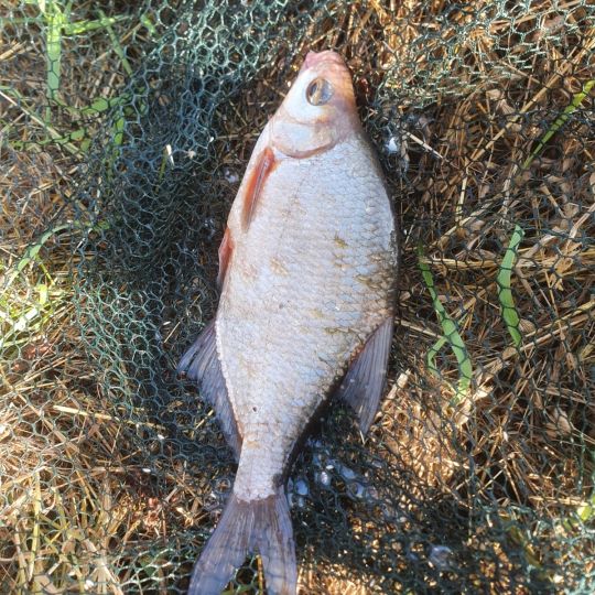 Sagter Ems (Ramsloh)-2