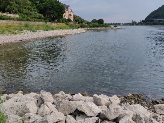 Rhein (Andernach)-3