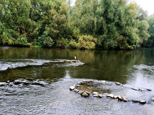 Neckar (Heidelberg)-3