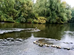 Neckar (Heidelberg)-3