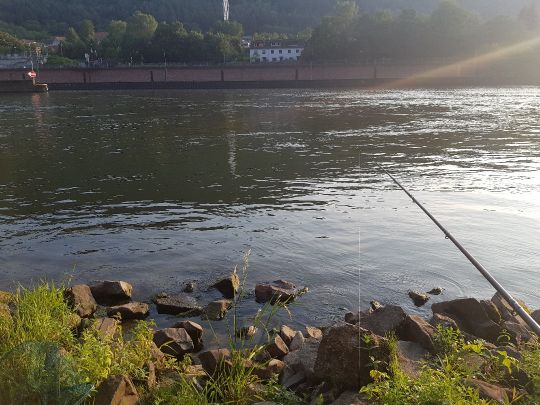 Neckar (Heidelberg)-4
