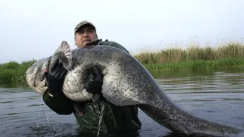 Saar (Dillingen/Saar)