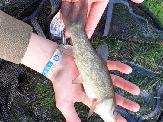 Saar (Dillingen/Saar)-3