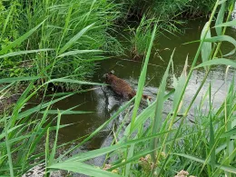 Entenfang (Langenbogen)-2