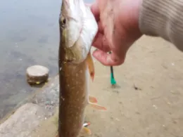 Pastorenlöcher (Hohenferchesar)