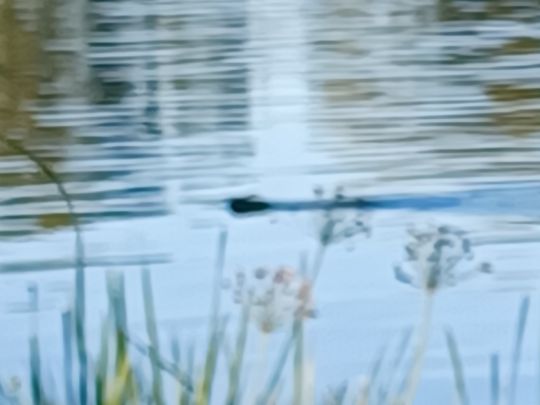 Havel (Vehlgast)-4