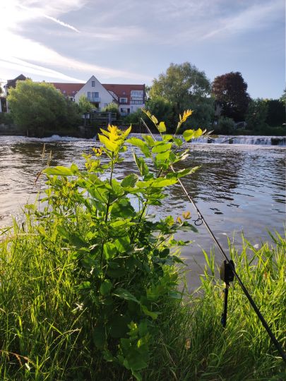 Regnitz (Erlangen)-1