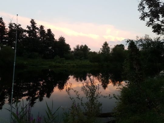 Donau (Rottenacker)
