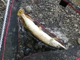 Baggersee Hartkirchen-2