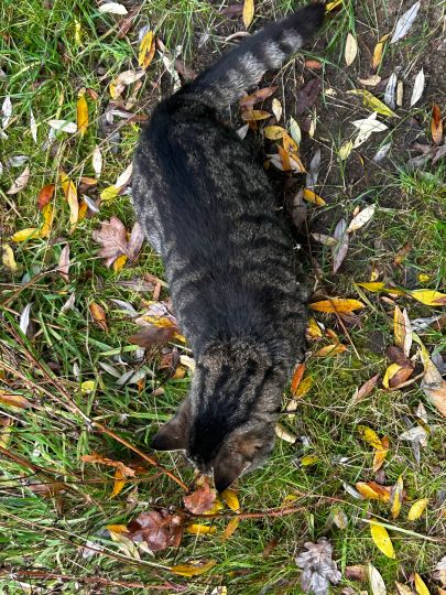 Erdelöcher Netzen (Nord)