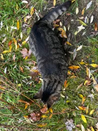 Erdelöcher Netzen (Nord)