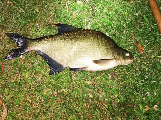 Obereider (Rendsburg)-1