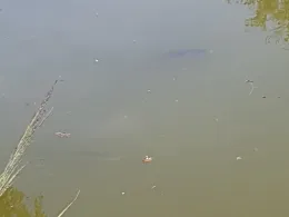 Eisenbahnweiher (Neuses)