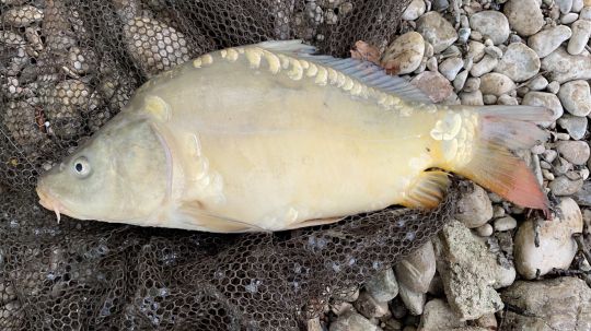 Fiechtnersee (Königsdorf)-1