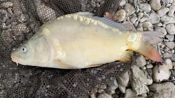 Fiechtnersee (Königsdorf)-1