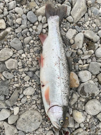 Fiechtnersee (Königsdorf)-2