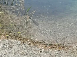 Baggersee Obergrashof