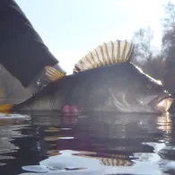 Lahn (Limburg/Lahn)-2