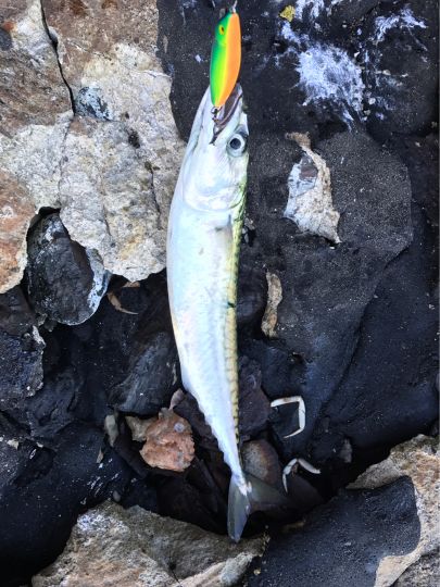 Nordsee (Sylt-Hörnum)-1