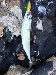 Nordsee (Sylt-Hörnum)-1