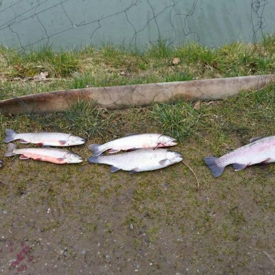 Niederbergische Fischzucht-0