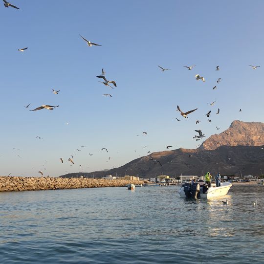 Arabisches Meer (Oman)-1