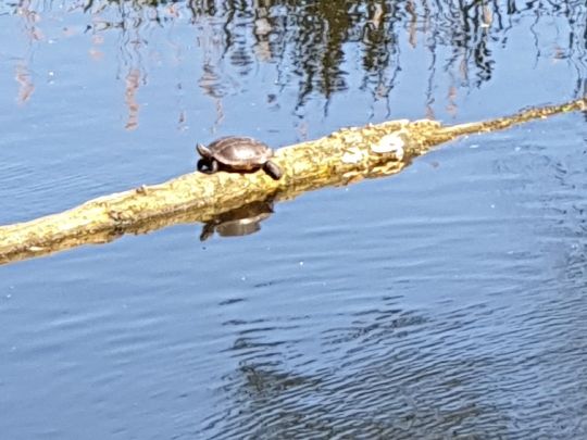 Oker Altarm (Hillerse)