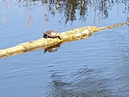 Oker Altarm (Hillerse)