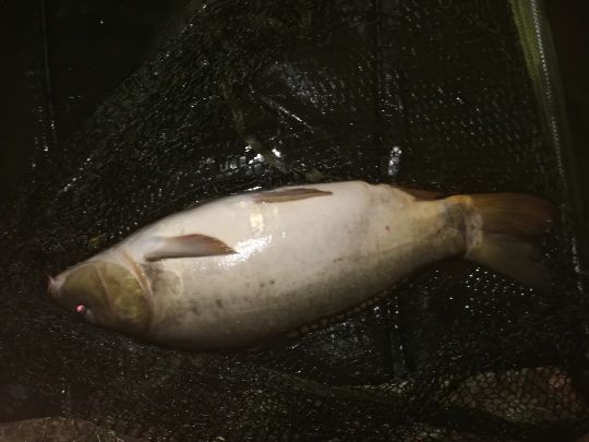 Teich Johannapark (Leipzig)-2