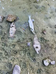 Haussee (Seefeld-Löhme)